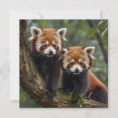 "Tree-top-Explorers: Baby Red Pandas mit Blick auf Dankeskarte (Rückseite)