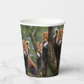 "Tree-top-Explorers: Baby Red Pandas mit Blick auf Pappbecher (Rechts)