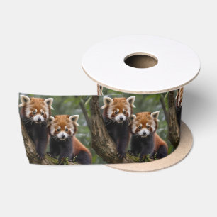 "Tree-top-Explorers: Baby Red Pandas mit Blick auf Satinband