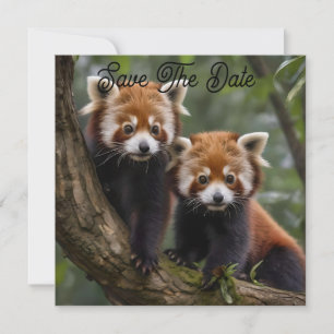 "Tree-top-Explorers: Baby Red Pandas mit Blick auf Save The Date