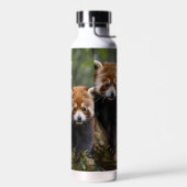 "Tree-top-Explorers: Baby Red Pandas mit Blick auf Trinkflasche (Links)