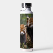 "Tree-top-Explorers: Baby Red Pandas mit Blick auf Trinkflasche (Rechts)