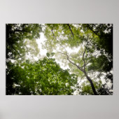 Tree Tops im blauen Ridge Mountain Poster (Vorne)