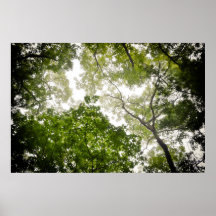 Tree Tops im blauen Ridge Mountain