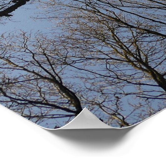 Tree Tops Poster (Ecke)