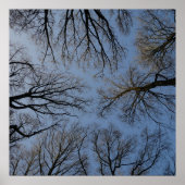 Tree Tops Poster (Vorne)