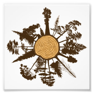 Tree Trunk Cross Section Growth Rings Pine Trees Fotodruck