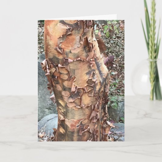 Tree Trunk Feiertagskarte (Vorderseite)