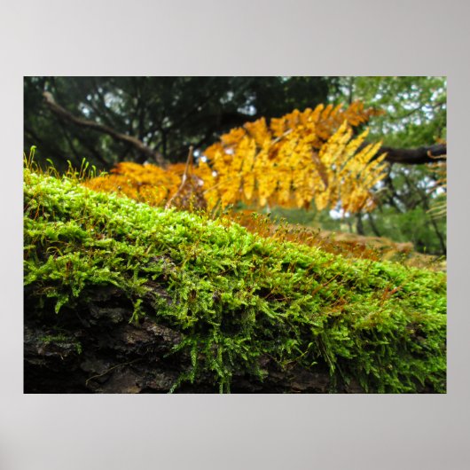Tree Trunk in Lush Moss - Personalised Poster (Vorne)