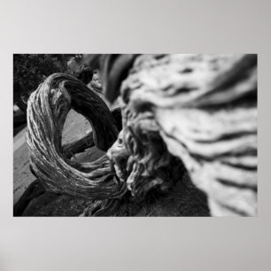 Tree Trunk Spiral B&W Fotograf - Poster
