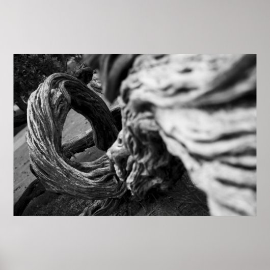 Tree Trunk Spiral B&W Fotograf - Poster (Vorne)