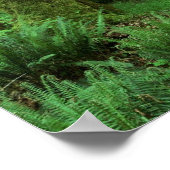 Tree Trunks und Ferns auf dem Waldboden von Olympi Poster (Ecke)