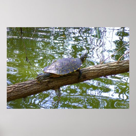 Tree Turtle Poster (Vorne)