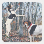 Tree Walker Coonhound Jagd Stickers (Vorderseite)