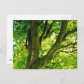 Treee Postkarte (Vorne/Hinten)
