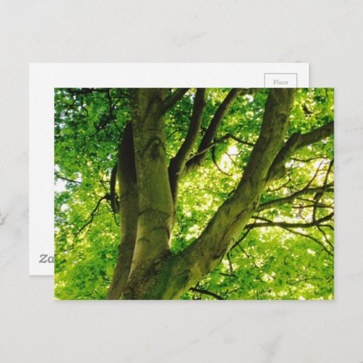 Treee Postkarte (Vorne/Hinten)