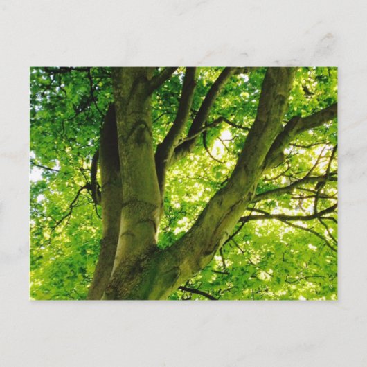 Treee Postkarte (Vorderseite)