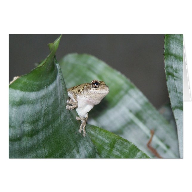 Treefrog (Vorderseite (Horizontal))