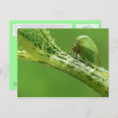 Treehopper Postkarte. Postkarte (Vorne/Hinten)
