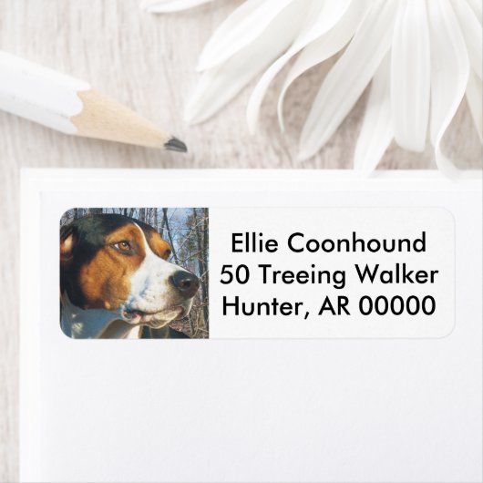 Treeing Walker Coonhound (Insitu)