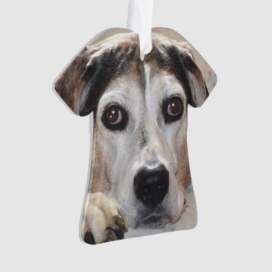 Treeing Wanderercoonhound-Jagdhund Ornament (Vorderseite)