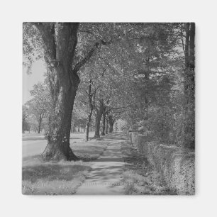 Treelined Straße mit Bürgersteig Magnet