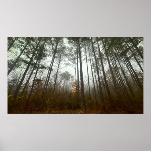 Trees & Fog,  Poster (Vorne)