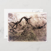 "Trees" Gilroy, CA Postcard Postkarte (Vorne/Hinten)