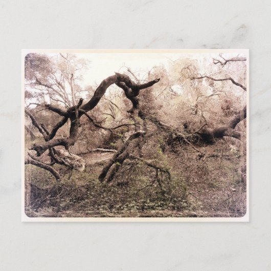 "Trees" Gilroy, CA Postcard Postkarte (Vorderseite)