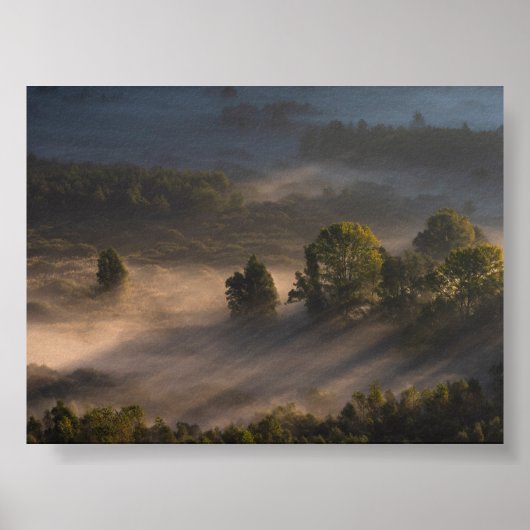 Trees in the morning mis poster (Vorne)