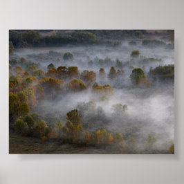 Trees in the morning mist poster