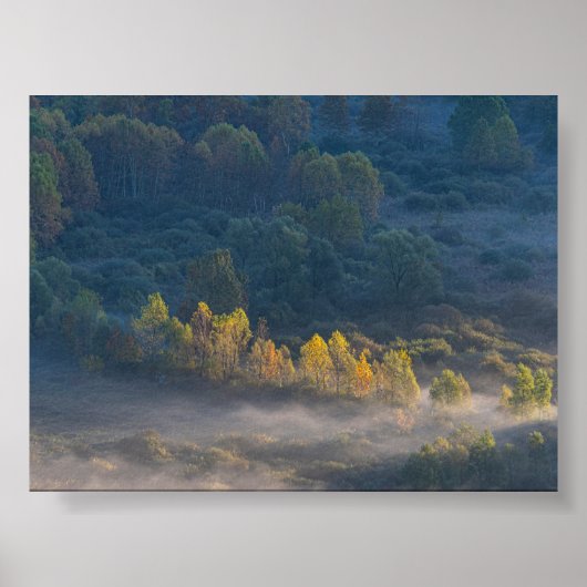 Trees in the morning mist poster (Vorne)