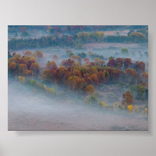 Trees in the morning mist poster (Vorne)