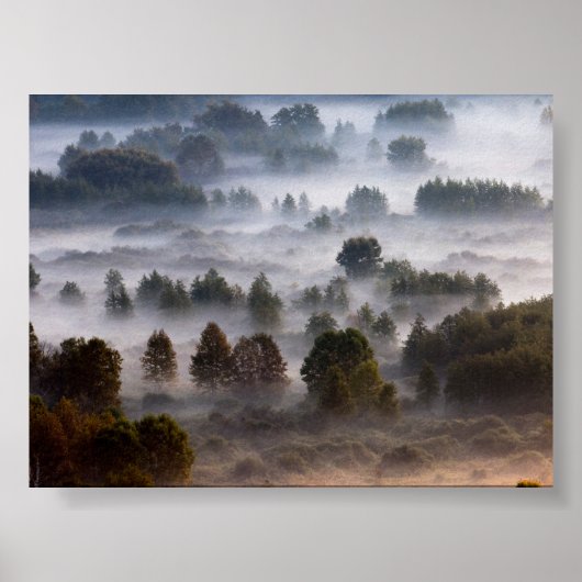 Trees in the morning mist poster (Vorne)