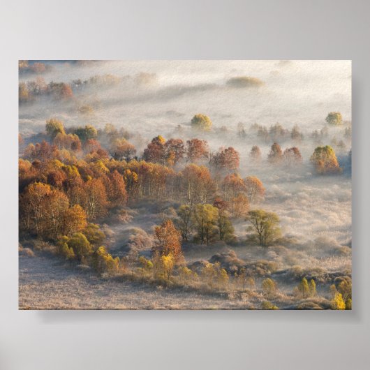 Trees in the morning mist poster (Vorne)