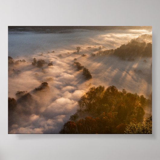 Trees in the morning mist poster (Vorne)
