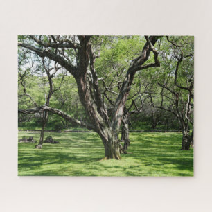 Trees Jigsaw Puzzle
