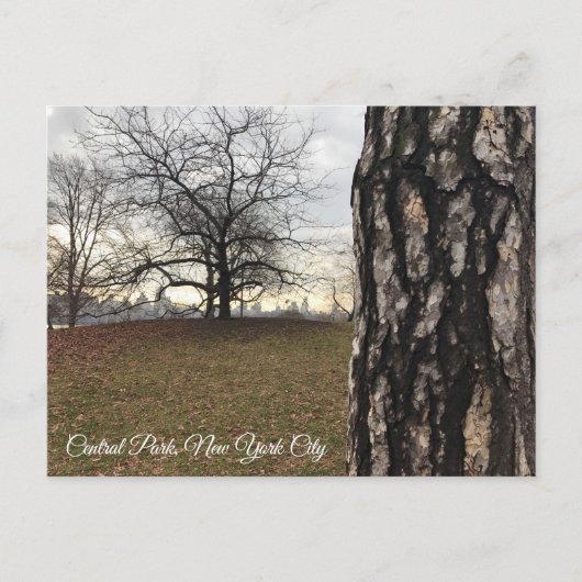 Trees New York NYC Sunrise Central Park Skyline Postkarte (Vorderseite)