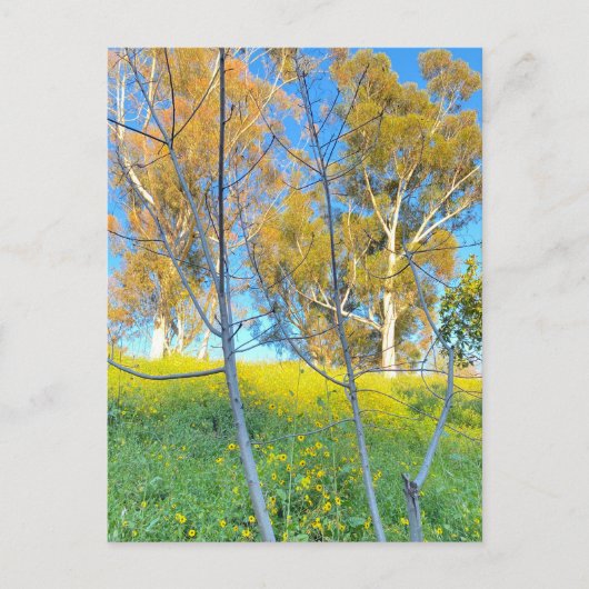 Trees Postkarte (Vorderseite)