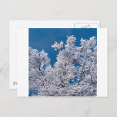 Trees Snow Branches Minnesota Postkarte (Vorne/Hinten)