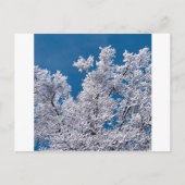 Trees Snow Branches Minnesota Postkarte (Vorderseite)