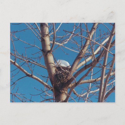 Treetop Chalet - Postkarte (Vorderseite)