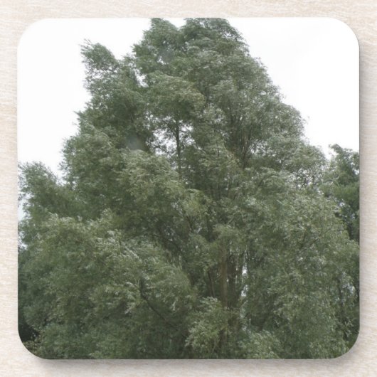 Treetops Cork Untersetzer (Vorderseite)