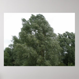 Treetops drucken poster