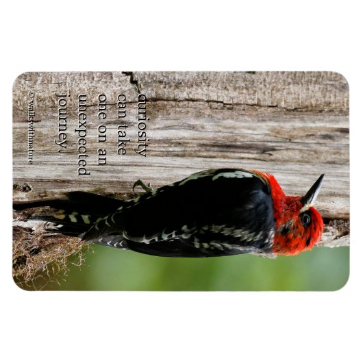 Treffen mit einem Rotschnabelschnäpper Magnet (Horizontal)