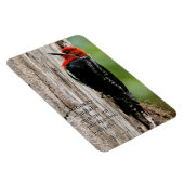 Treffen mit einem Rotschnabelschnäpper Magnet (Rechte Seite)