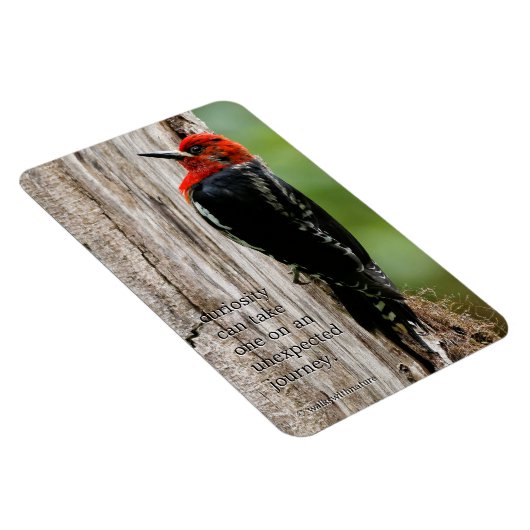 Treffen mit einem Rotschnabelschnäpper Magnet (Rechte Seite)