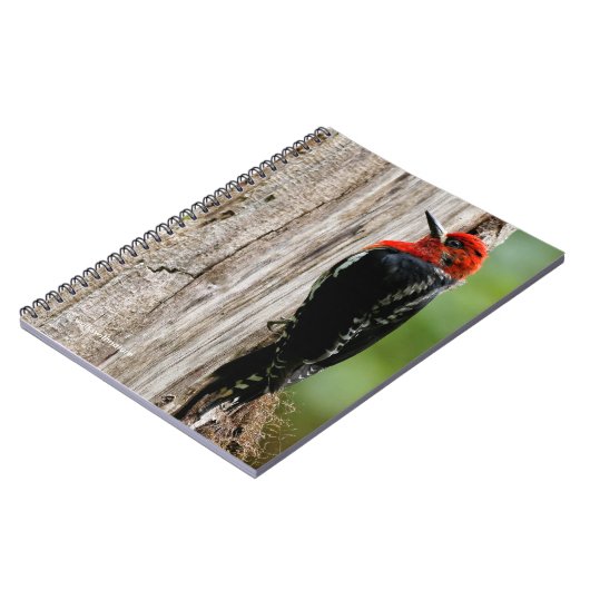 Treffen mit einem Rotschnabelschnäpper Notizblock (Linke Seite)