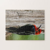 Treffen mit einem Rotschnabelschnäpper Puzzle (Horizontal)