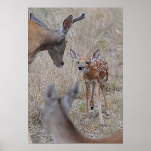 Treffen Sie das neue Baby Poster (Vorne)
